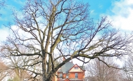 An historic oak tree and farm house in Edina.