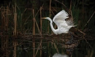 About to Take Flight - Lisa Asp