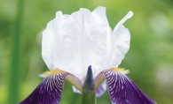 A purple and white spring flower.