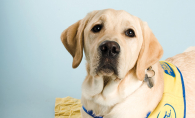 A foster dog in training from Canine Companions for Independence