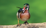 A photo of a wood duck on Lake Edina, which won in the Plants and Animals category of the 2019 Images of Edina photo contest.