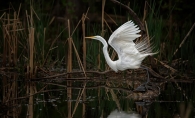 A bird prepares to take off from a body of water in Edina.