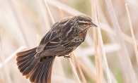 A female red winged blackbird photographed for the Images of Edina photo contest.