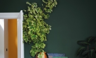 Dark emerald green wall paint.