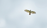 A hawk soars in this Images of Edina submission.