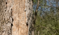 Signs of Emerald Ash Borer on a tree trunk