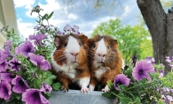 'Flowering Piggies' by Becky Peterson