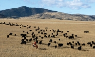 A rancher herds some grass-fed cattle