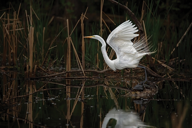 About to Take Flight - Lisa Asp