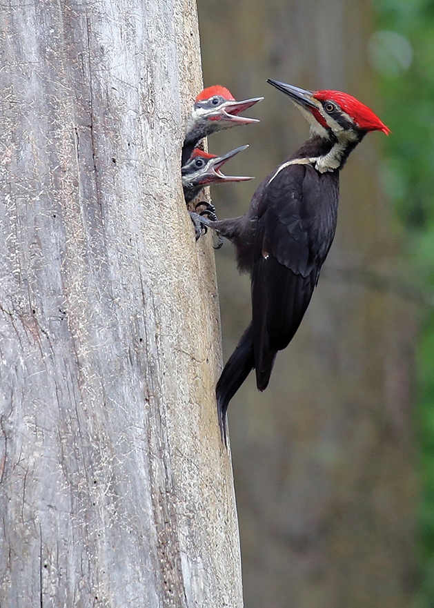 runner up: wildlife & nature