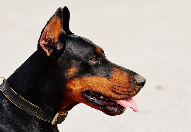 Doberman Pinscher