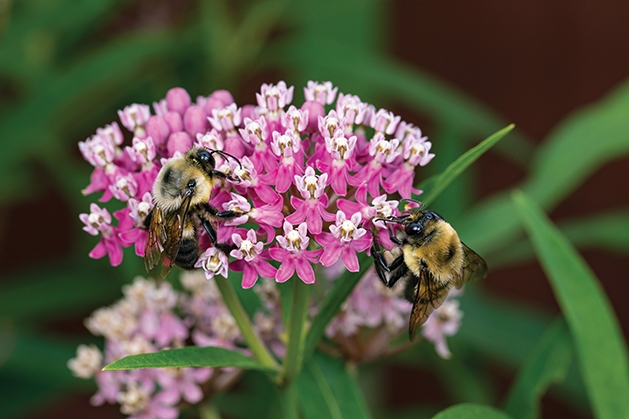 Buzzworthy Lawn Care