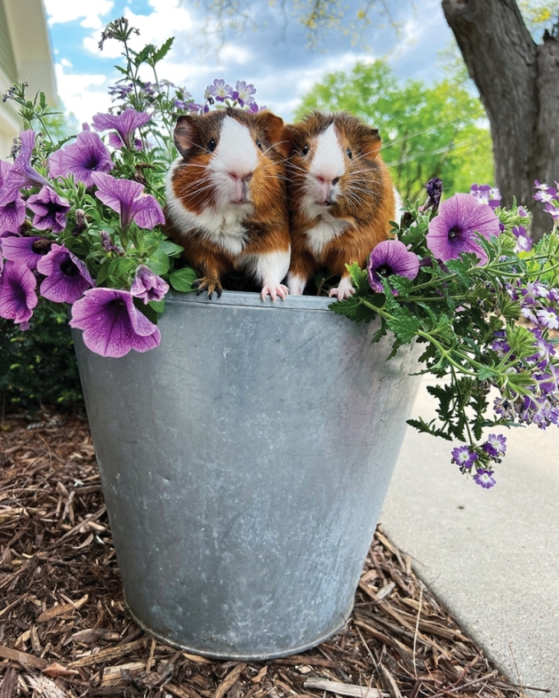 'Flowering Piggies' by Becky Peterson