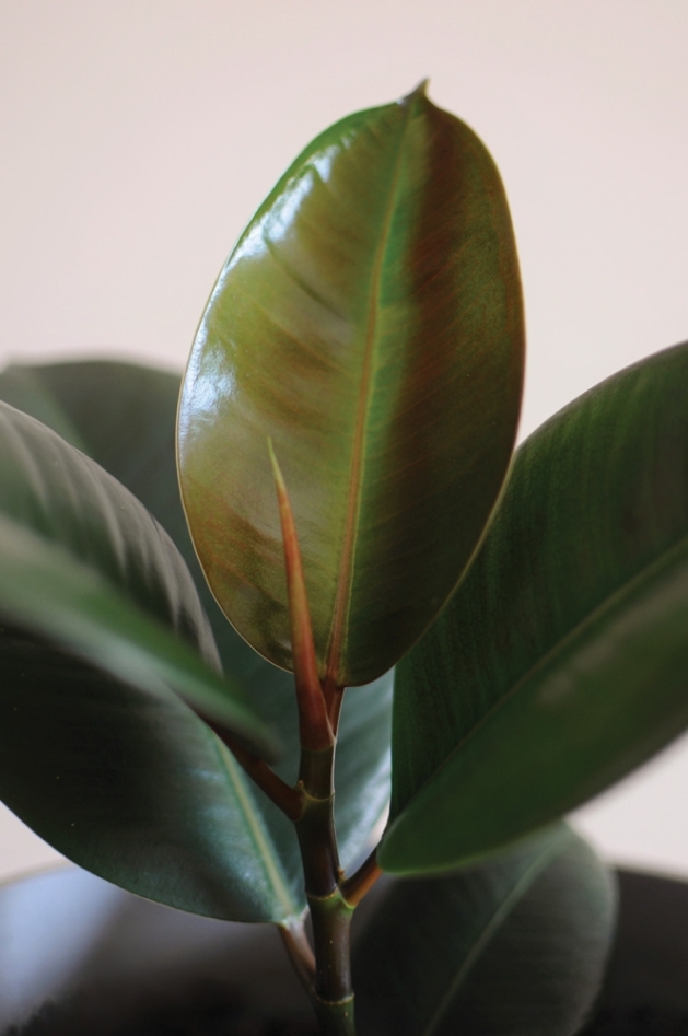 Close up of young Ficus Elastica Rubber tree.