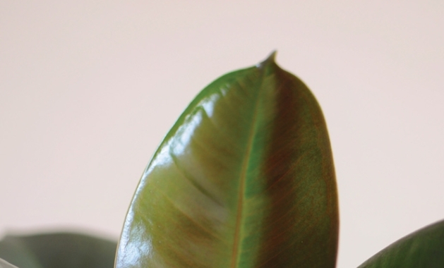 Close up of young Ficus Elastica Rubber tree.