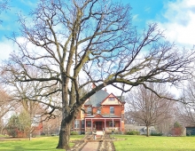 An historic oak tree and farm house in Edina.