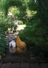 A pair of chickens walk together in an Edina backyard.