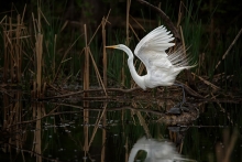 A bird prepares to take off from a body of water in Edina.