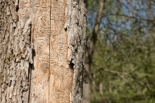 Signs of Emerald Ash Borer on a tree trunk