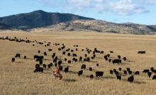 A rancher herds some grass-fed cattle