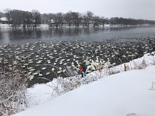 Jim Lawrence feeding the swans in his backyard at Swan Park in Monticello. 