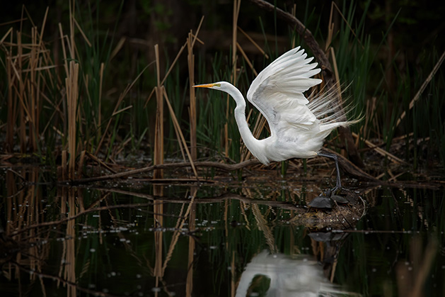 A bird prepares to take off from a body of water in Edina