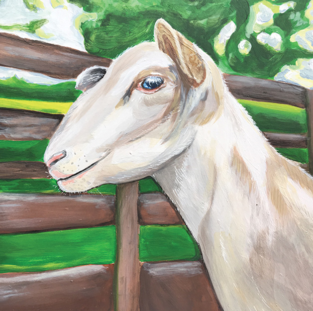 A portrait of a sheep.
