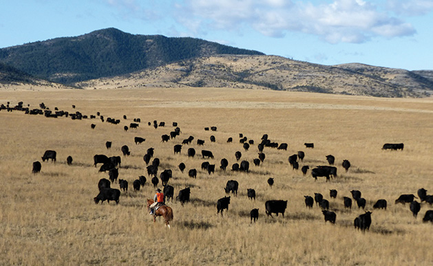 Grass-fed cattle on Mulvey Gulch Ranch