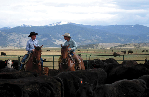 Ranchers rustle grass-fed cattle on Mulvey Gulch Ranch.